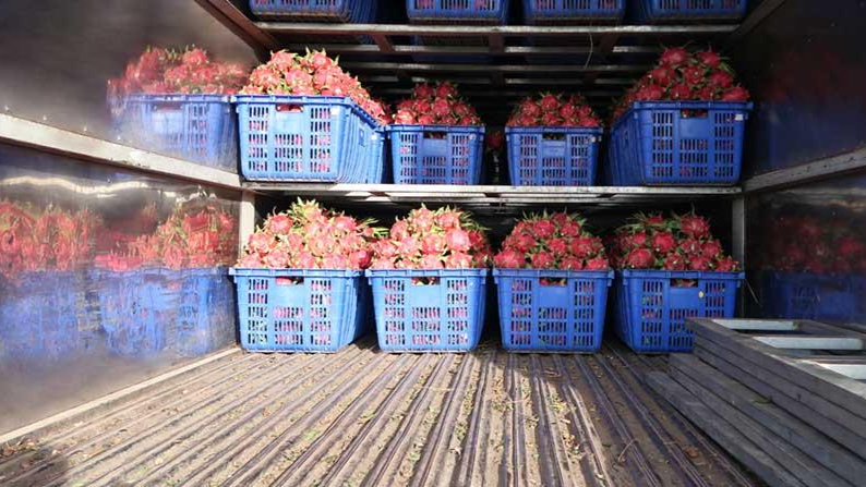 Chính quyền Đông Hưng của tỉnh Quảng Tây (Trung Quốc) thông báo tạm dừng nhập khẩu với thanh long Việt Nam qua Cầu phao tạm Đông Hưng đến ngày 21/9.