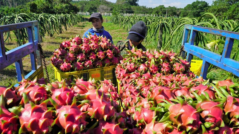 Nông sản Việt xuất sang Trung Quốc sắp bị kiểm soát chặt hơn.