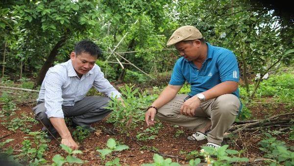 Anh Tòa (trái) hướng dẫn kỹ thuật trồng đàn hương cho khách