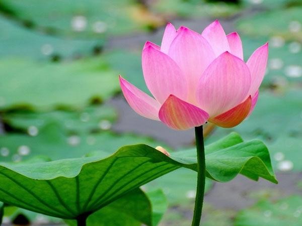 Tìm hiểu Tam pháp ấn của đạo Phật - Kỳ 2: Khổ - Pháp ấn thứ hai