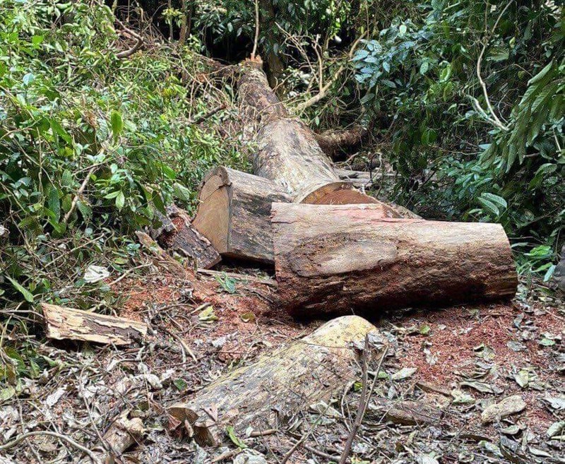 Kiểm lâm 'bưng bít' thông tin 'Lâm tặc' khai thác trái phép gỗ hương vườn quốc gia Kon Ka Kinh ảnh 1