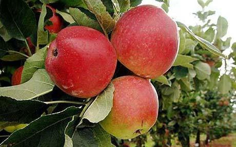 Kết quả hình ảnh cho Táo để tủ lạnh có thể giữ được vài tháng