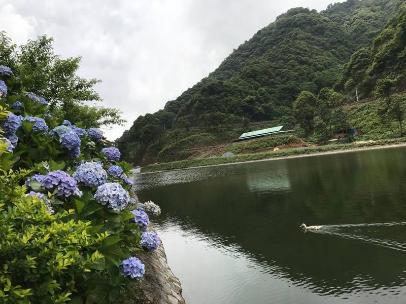 len cao bang "check-in" vuon hoa cam tu cau dep ngo ngang hinh anh 2