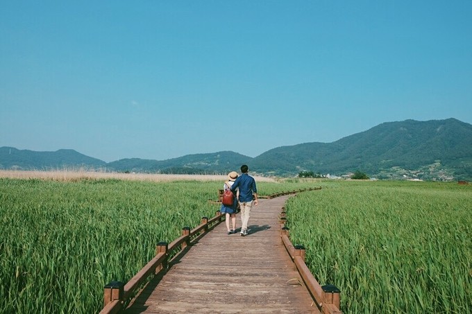 Cánh đồng lau sậy lớn nhất Hàn Quốc