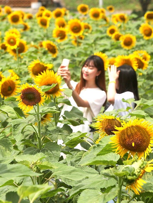 Ngôi làng hoa hướng dương khách ùn ùn kéo đến