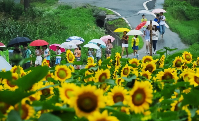 Ngôi làng hoa hướng dương khách ùn ùn kéo đến