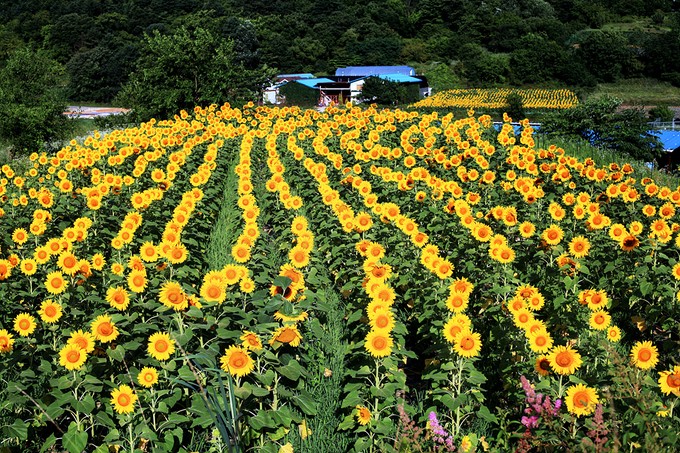 Ngôi làng hoa hướng dương khách ùn ùn kéo đến
