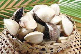 Kết quả hình ảnh cho nghêu sò