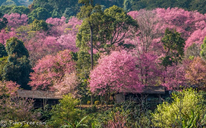 Tết này, dạo chơi ở thung lũng thập lý đào hoa - 2