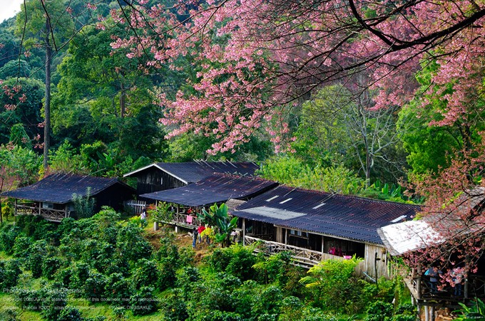 Tết này, dạo chơi ở thung lũng thập lý đào hoa - 8