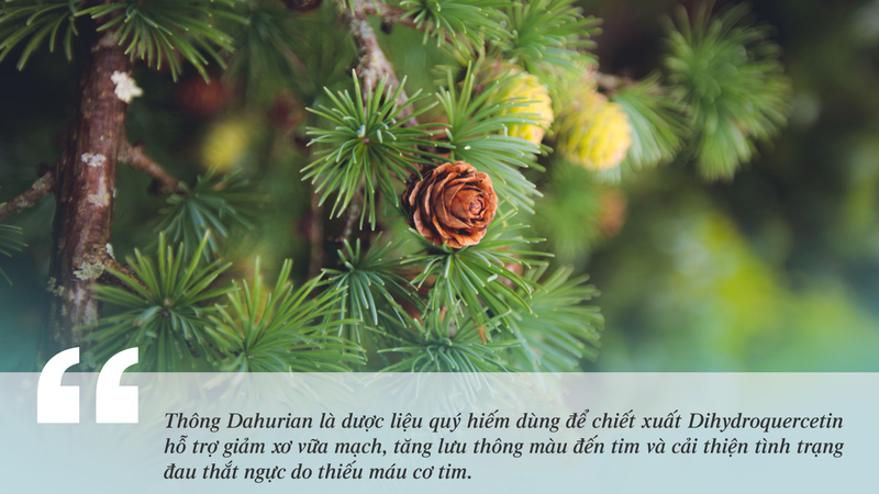 Chiết xuất Dihydroquercetin từ Thông Dahurian giúp hỗ trợ cải thiện tuần hoàn vi mạch vành, từ đó giúp giảm thiếu máu cơ tim hiệu quả
