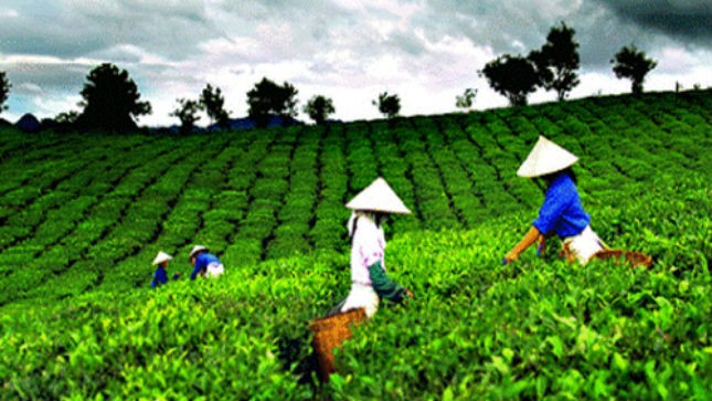 Bổ sung ưu đãi cho DN đầu tư vào lĩnh vực nông nghiệp, nông thôn