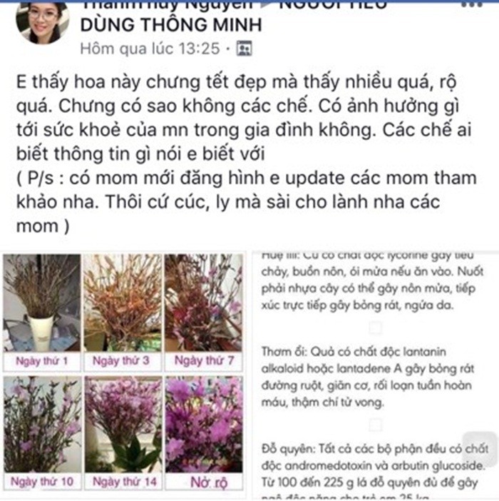 Su that ve hoa do quyen ngu dong - 'canh cui kho' bi tam hoa chat? hinh anh 3