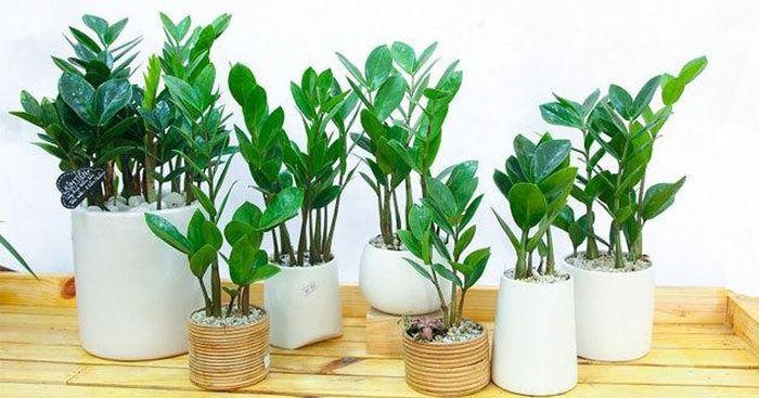 9 loại cây trang trí Tết, xua đuổi vận đen và nghênh đón tài lộc ảnh 2