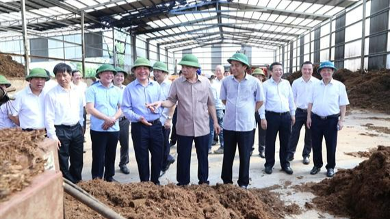 Đưa đoàn khách đi tham quan mô hình nuôi bò kiểu mới.