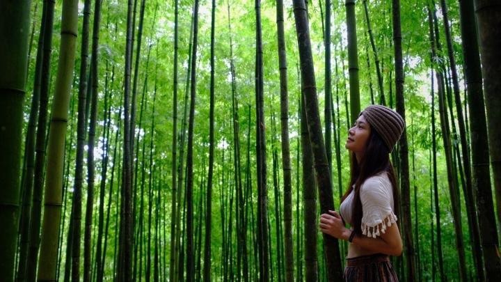 Phát hiện rừng trúc kỳ vĩ đẹp hơn cả cảnh phim kiếm hiệp ngay tại Việt Nam ảnh 10