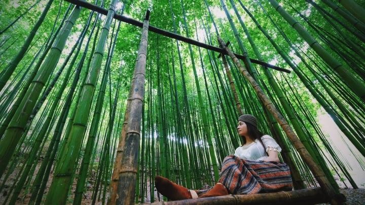 Phát hiện rừng trúc kỳ vĩ đẹp hơn cả cảnh phim kiếm hiệp ngay tại Việt Nam ảnh 9