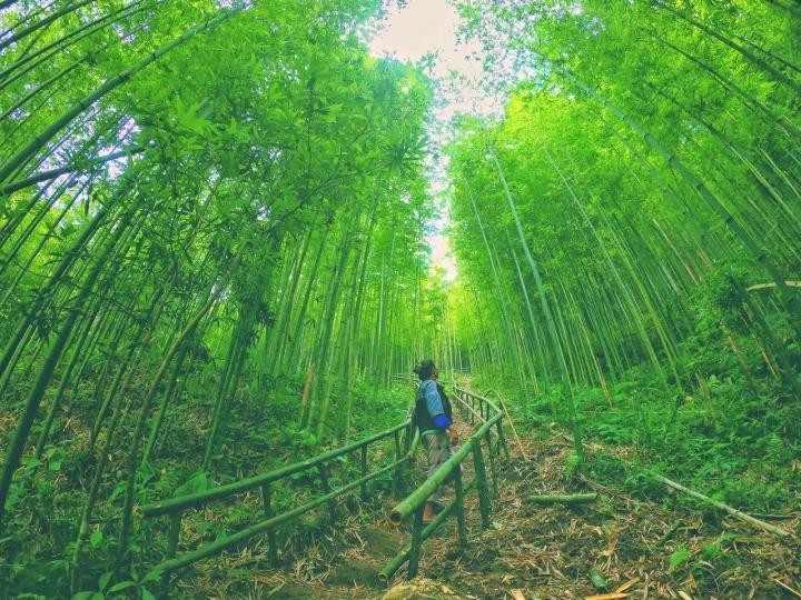 Phát hiện rừng trúc kỳ vĩ đẹp hơn cả cảnh phim kiếm hiệp ngay tại Việt Nam ảnh 8