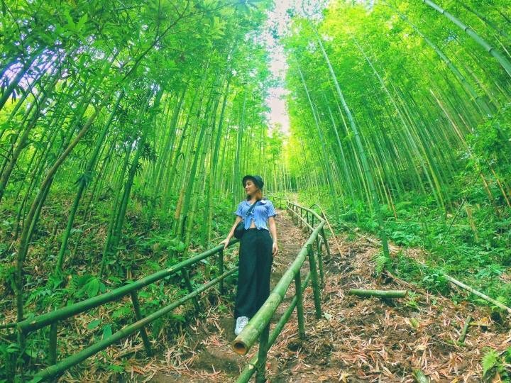 Phát hiện rừng trúc kỳ vĩ đẹp hơn cả cảnh phim kiếm hiệp ngay tại Việt Nam ảnh 7