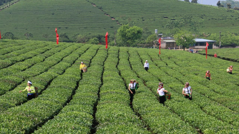 Mộc Châu, Sơn La: Chú trọng phát triển nông nghiệp công nghệ cao