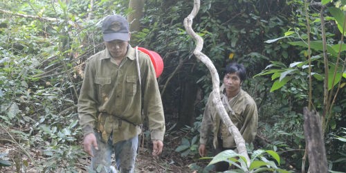 Hành trình xuyên rừng lấy mật của tốp “thợ”