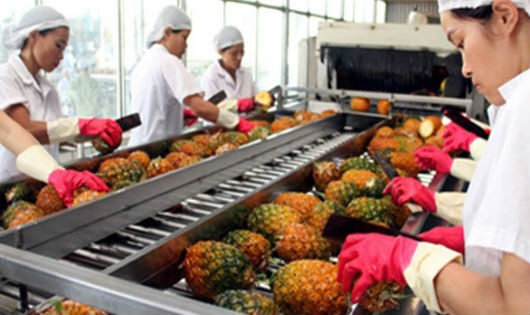 Xuất khẩu rau quả đang ngày càng có vị trí quan trọng nhưng DN thì vẫn lo sự bấp bênh của các vùng nguyên liệu. Ảnh minh họa