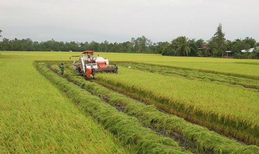 Chưa có chính sách đồng bộ trong việc khuyến khích người dân cho thuê đất, góp vốn bằng quyền sử dụng đất đang làm chậm quá trình tích tụ đất đai. Ảnh minh họa