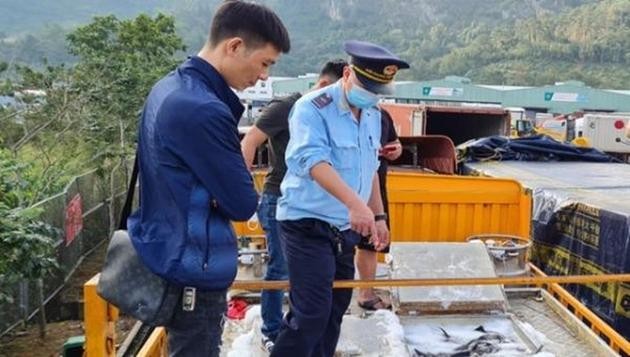 Cơ quan Hải quan kiểm tra một lô cá tầm nhập khẩu.