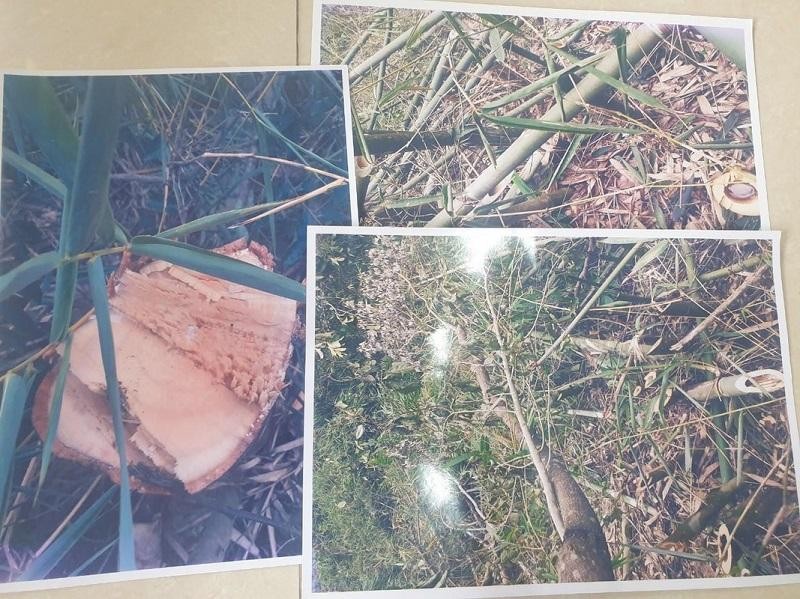 Sau bài viết phản ánh rừng bị hủy hoại tại huyện Lâm Hà: Tỉnh Lâm Đồng yêu cầu xử lý dứt điểm trong tháng 4/2022 ảnh 2