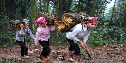 Đồng bào dân tộc thiểu số ở Nậm Lúc thu hoạch vỏ quế.