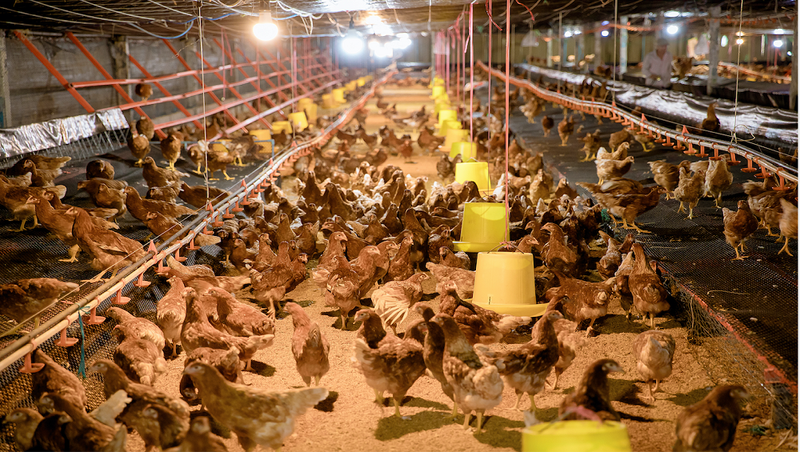 Việt Nam đã có trại gà mái đẻ trứng thương phẩm đầu tiên theo hình thức  nuôi không sử dụng chuồng lồng