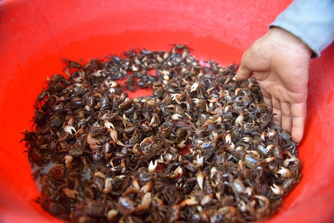 Câu con lộc trời cho: nông dân Hải Dương kiếm nửa triệu đồng mỗi ngày - 17 Câu con lộc trời cho: nông dân Hải Dương kiếm nửa triệu đồng mỗi ngày - 17