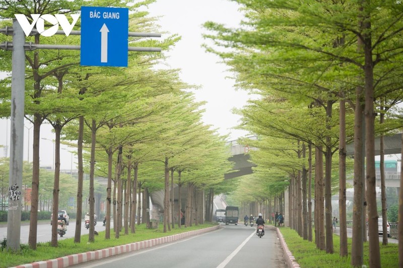 Đùa giỡn tử thần, đứng giữa đường để chụp ảnh cùng hàng cây bàng Đài Loan ảnh 2