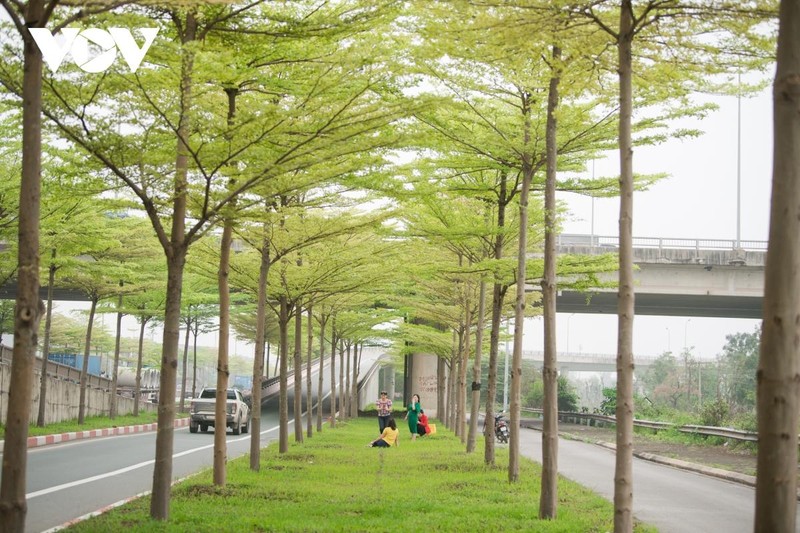 Đùa giỡn tử thần, đứng giữa đường để chụp ảnh cùng hàng cây bàng Đài Loan ảnh 3