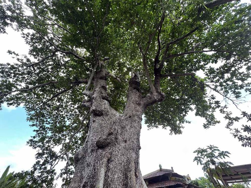Chuyện kỳ lạ về cây cổ thụ khổng lồ ở miền Tây ảnh 4