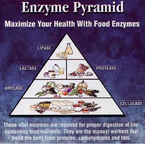 Enzyme – phương pháp chăm sóc sức khỏe từ tế bào ảnh 2