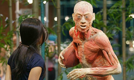 Thi thể người đã bị nhựa hóa được trưng bày trong các cuộc triển lãm.