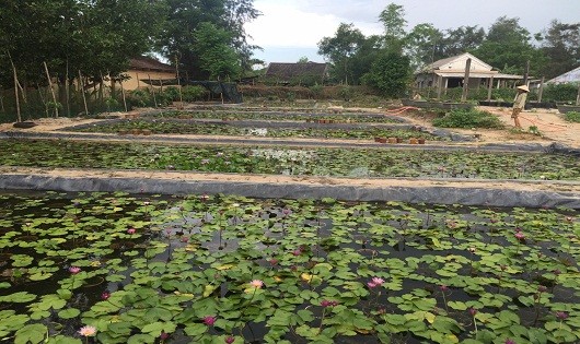 Vườn trồng hoa súng hơn 1hecta mang về thu nhập cho gia đình Khanh hàng chục triệu đồng mỗi tháng