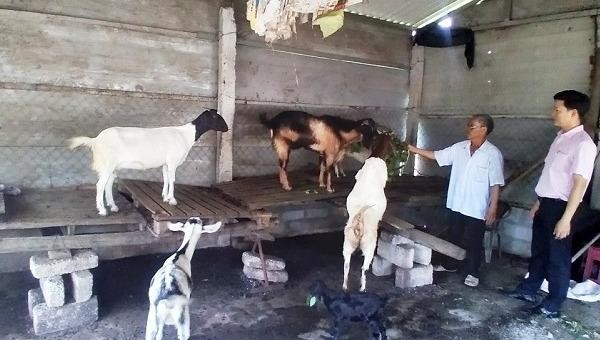 Nhiều hộ nghèo, cận nghèo và các đối tượng chính sách khác trên địa bàn thị xã Hương Thủy đã tiếp cận, sử dụng hiệu quả vốn vay từ NHCSXH để phát triển sản xuất kinh tế.