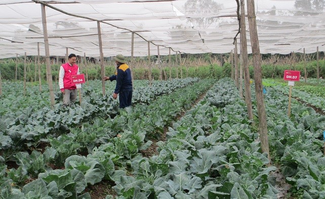 Liên Thảo ra mắt trang bán hàng online và rau hữu cơ