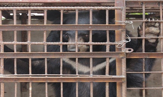 Thu gấu ngựa ở Sơn La, giao trung tâm cứu hộ ĐVHD Hà Nội
