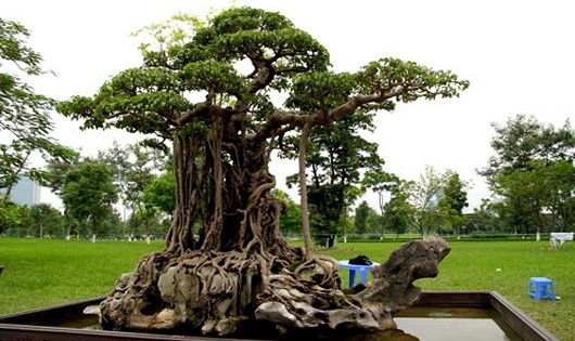 Cây sanh cổ thụ Mâm xôi con gà được cho là trị giá nhiều tỷ đồng nhưng chưa có cơ chế đăng ký để phát huy thêm giá trị.