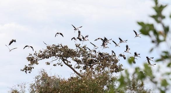  Hơn 1000 cá thể cò nhạn quý hiếm di cư về Vườn quốc gia Lò Gò - Xa Mát ảnh 1