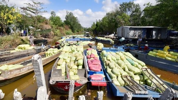 Cà Mau xác minh vụ nợ trên 1,3 tỷ đồng mua lúa của người dân