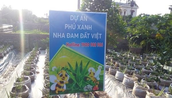 Hải Dương yêu cầu Công ty tạm dừng việc bán cây giống nha đam