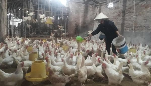 Người chăn nuôi xã Sơn Lôi lo lắng về đầu ra của gà thương phẩm (Ảnh: anh Nguyễn Hồng Quang cung cấp)