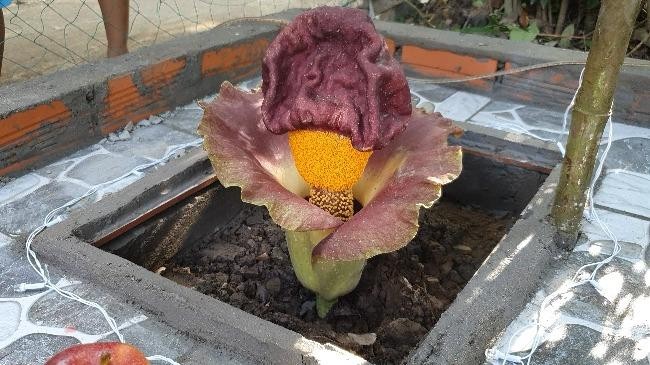 Bông hoa lạ thực chất là hoa khoai nưa