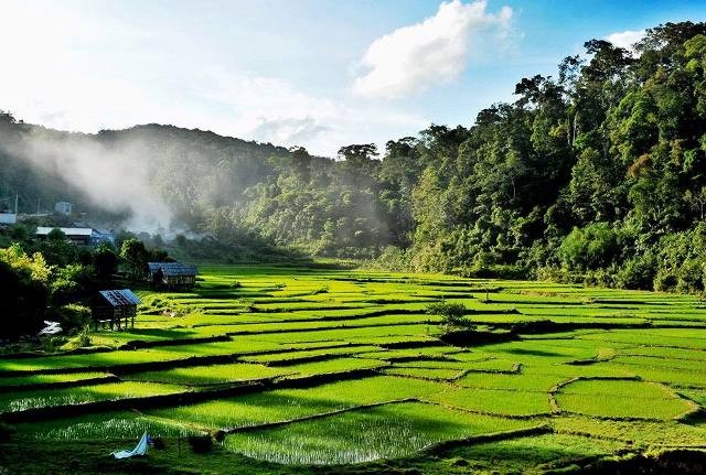 Rừng Kon Plông (tỉnh Kon Tum).