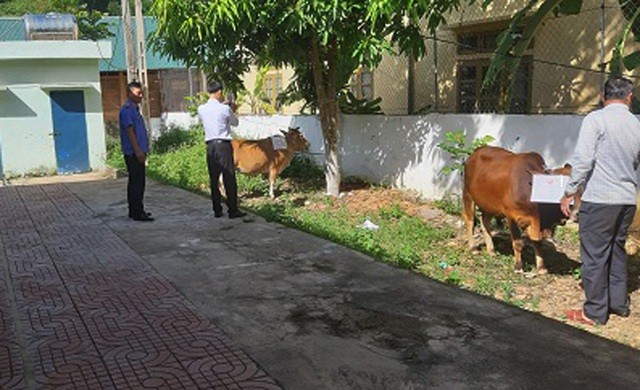 Cơ quan chức năng lấy mẫu giám định AND con bò đang tranh chấp giữa ông M. và ông P. (Ảnh Võ Trọng Thắng).