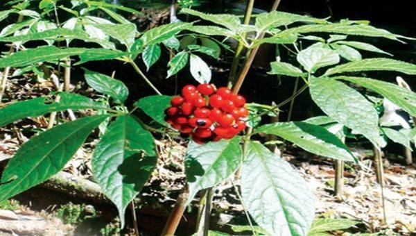Rất nhiều cây sâm đến mùa thu hoạch hạt giống đã bị chuột tàn phá, ăn những hạt sâm Ngọc Linh bổ quý gây thiệt hại tiền tỉ.
